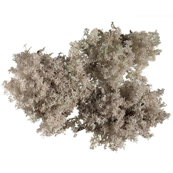 Coral lichen - <em>a scientific first</em>