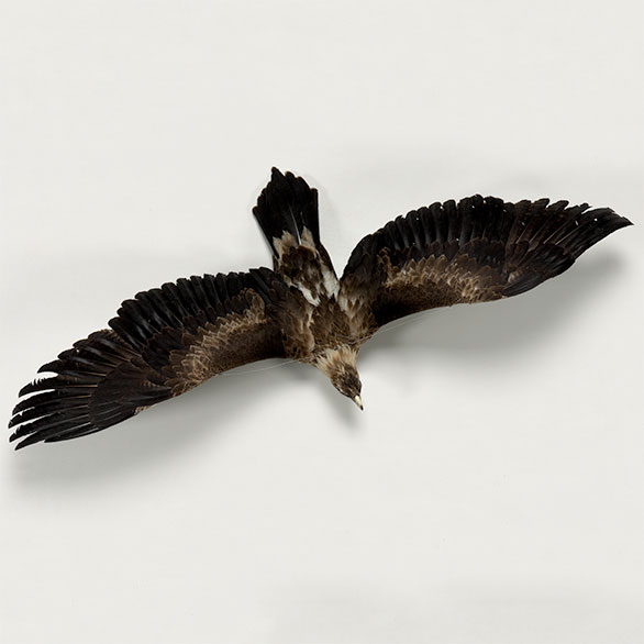 Wedge-tailed eagles – <em>our largest bird of prey</em>
