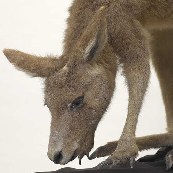 Forester kangaroo – <em>food for a nation?</em>