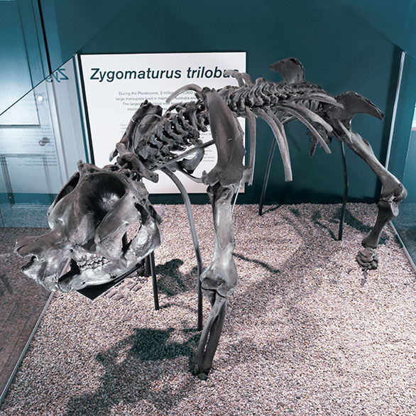 Skull of <em>Zygomaturus trilobus</em> – <em>the marsupial rhinoceros</em>
