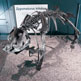 Skull of Zygomaturus trilobus – the marsupial rhinoceros