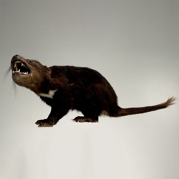 Tasmanian devil – <em>Australia’s largest surviving marsupial predator</em>