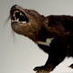 Tasmanian devil – Australia’s largest surviving marsupial predator