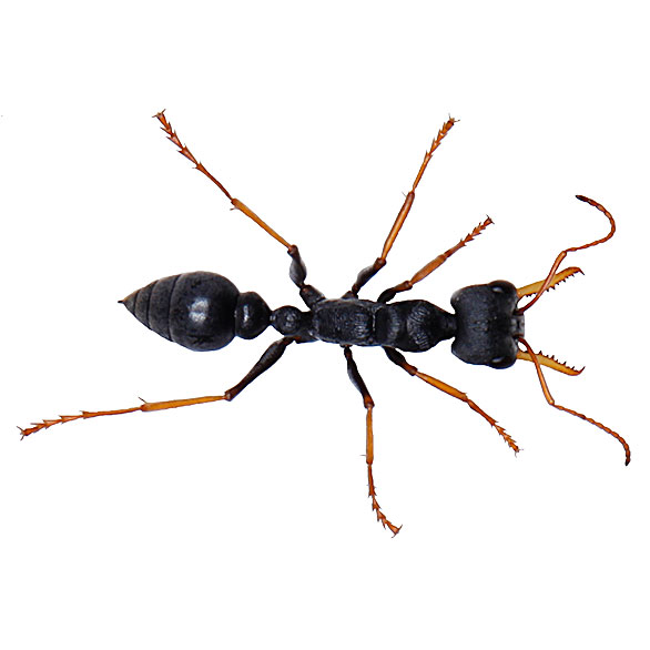 The jack jumper – <em>Tasmania’s killer ant</em>