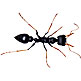 The jack jumper – Tasmania’s killer ant