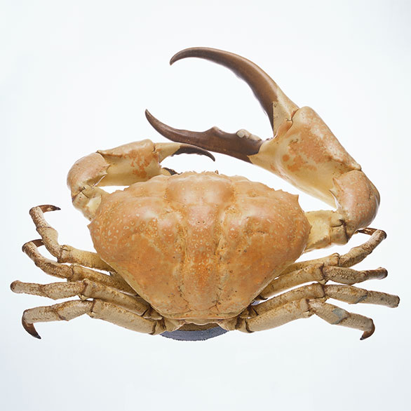 Giant crab – <em>a goliath amongst crustaceans</em>