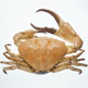 Giant crab – a goliath amongst crustaceans