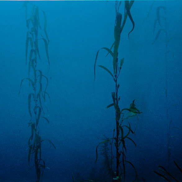 Giant kelp – <em>an underwater forest</em>
