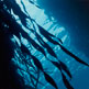 Giant kelp – an underwater forest