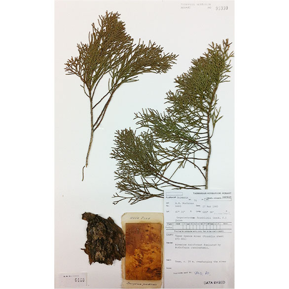 Huon Pine – <em>a truly ancient species</em>