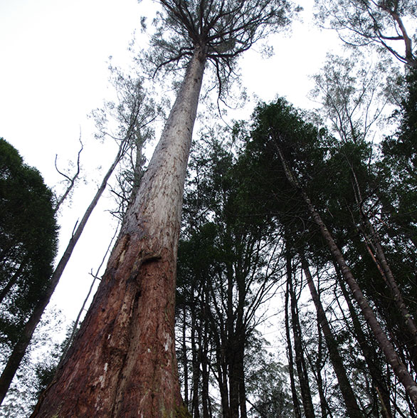 A forest giant – <em>the tallest flowering trees in the world</em>