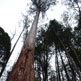 A forest giant – the tallest flowering trees in the world