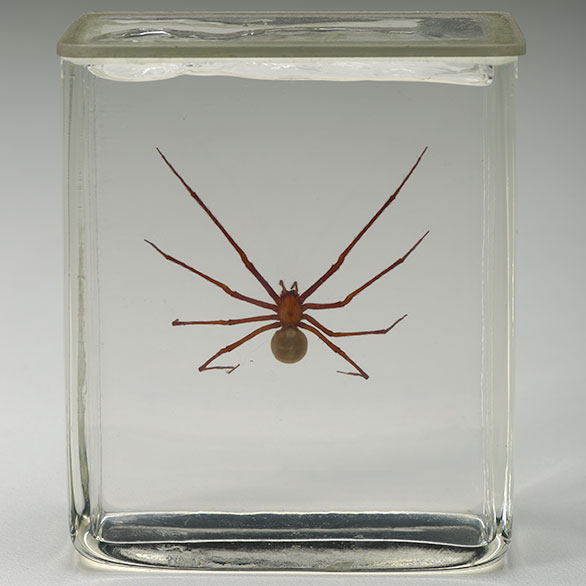 Tasmanian cave spider – <em>an ancient lineage gone to ground</em>