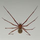 Tasmanian cave spider – an ancient lineage gone to ground