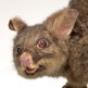 Common brushtail possum – a gift to royalty