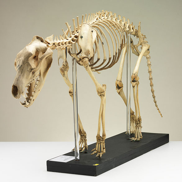 Articulated skeleton of a thylacine  - <em>the Tasmanian tiger</em>