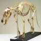 Articulated skeleton of a thylacine  - <em>the Tasmanian tiger</em>